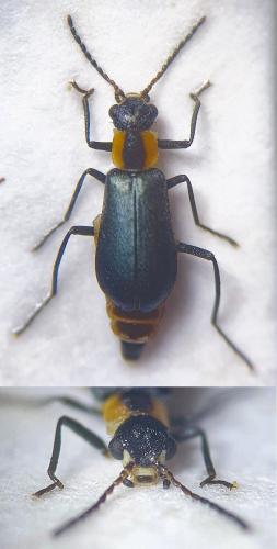 Réf. 293 209 : Attalus maculicollis